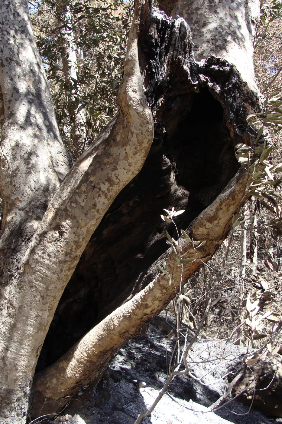 burned out hollow in base of Sycamore tree along the Canyon Trail, after the Jesusita Fire