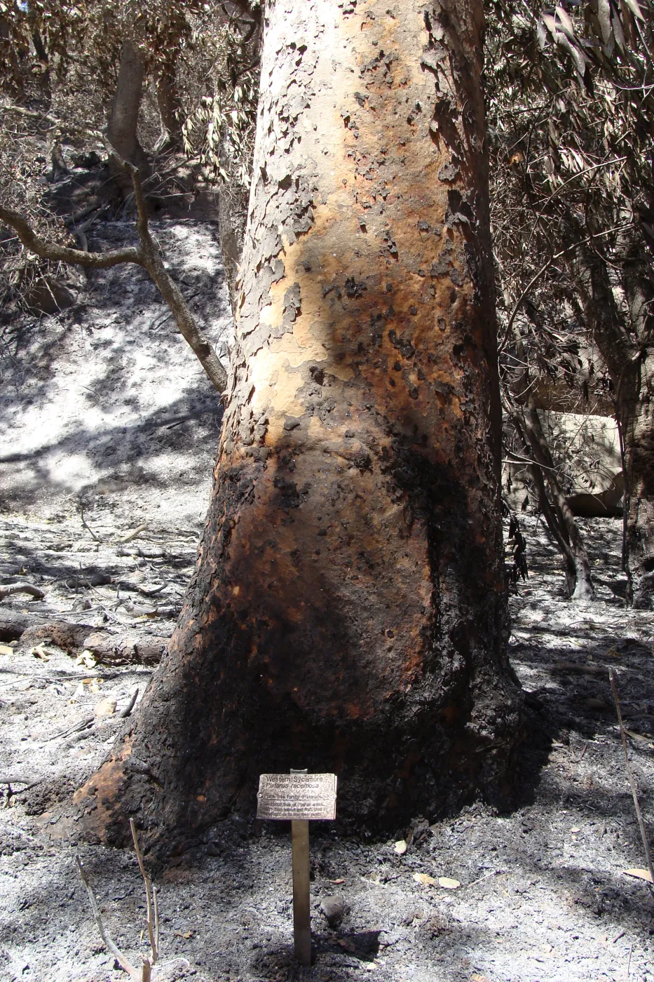 burned public plant identification label, after the Jesusita Fire