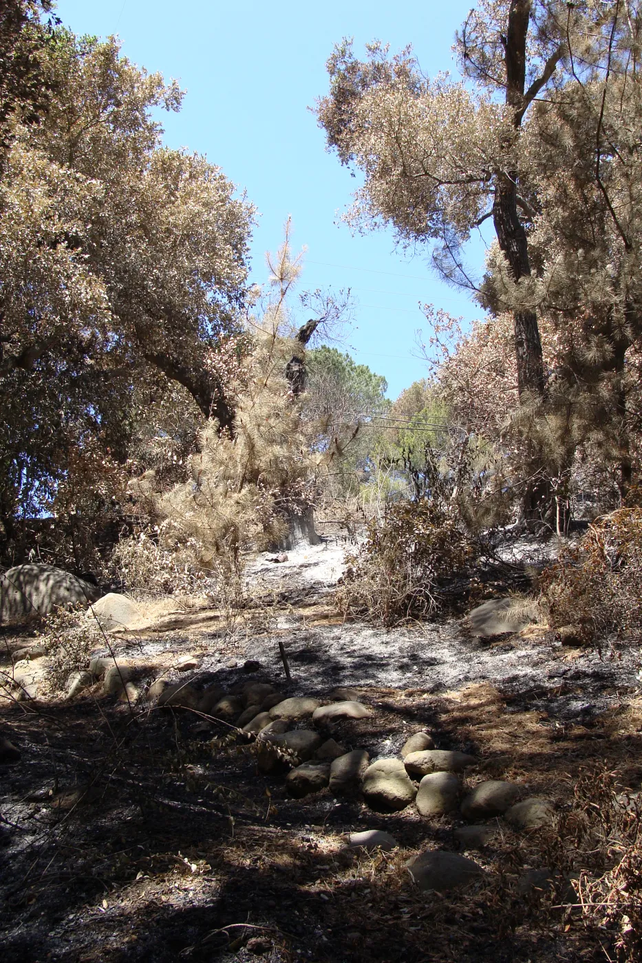 Mission Canyon, near the Island Section, after the Jesusita Fire