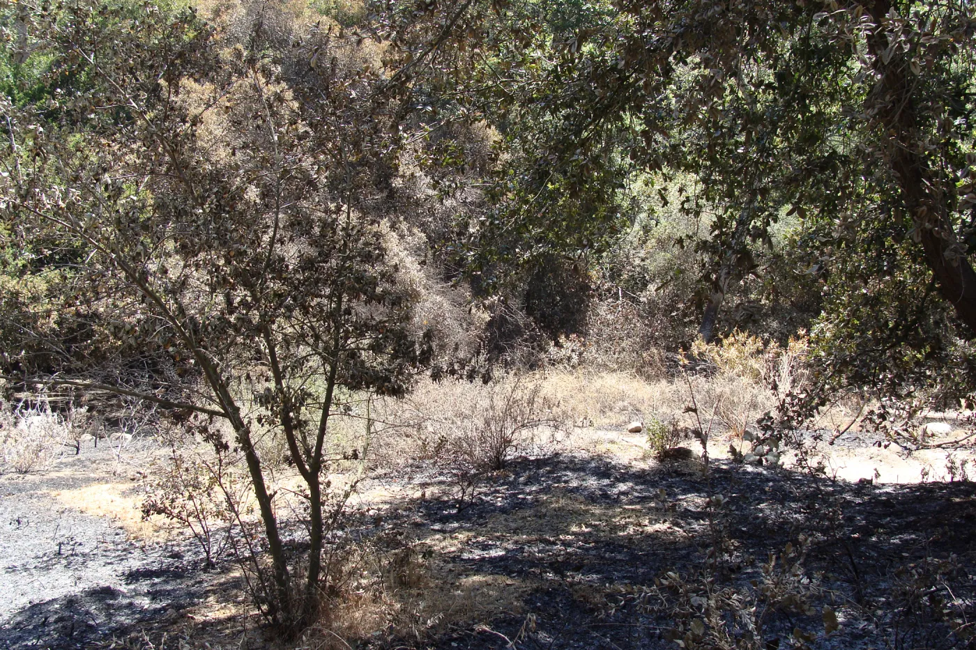 The Island Section, after the Jesusita Fire