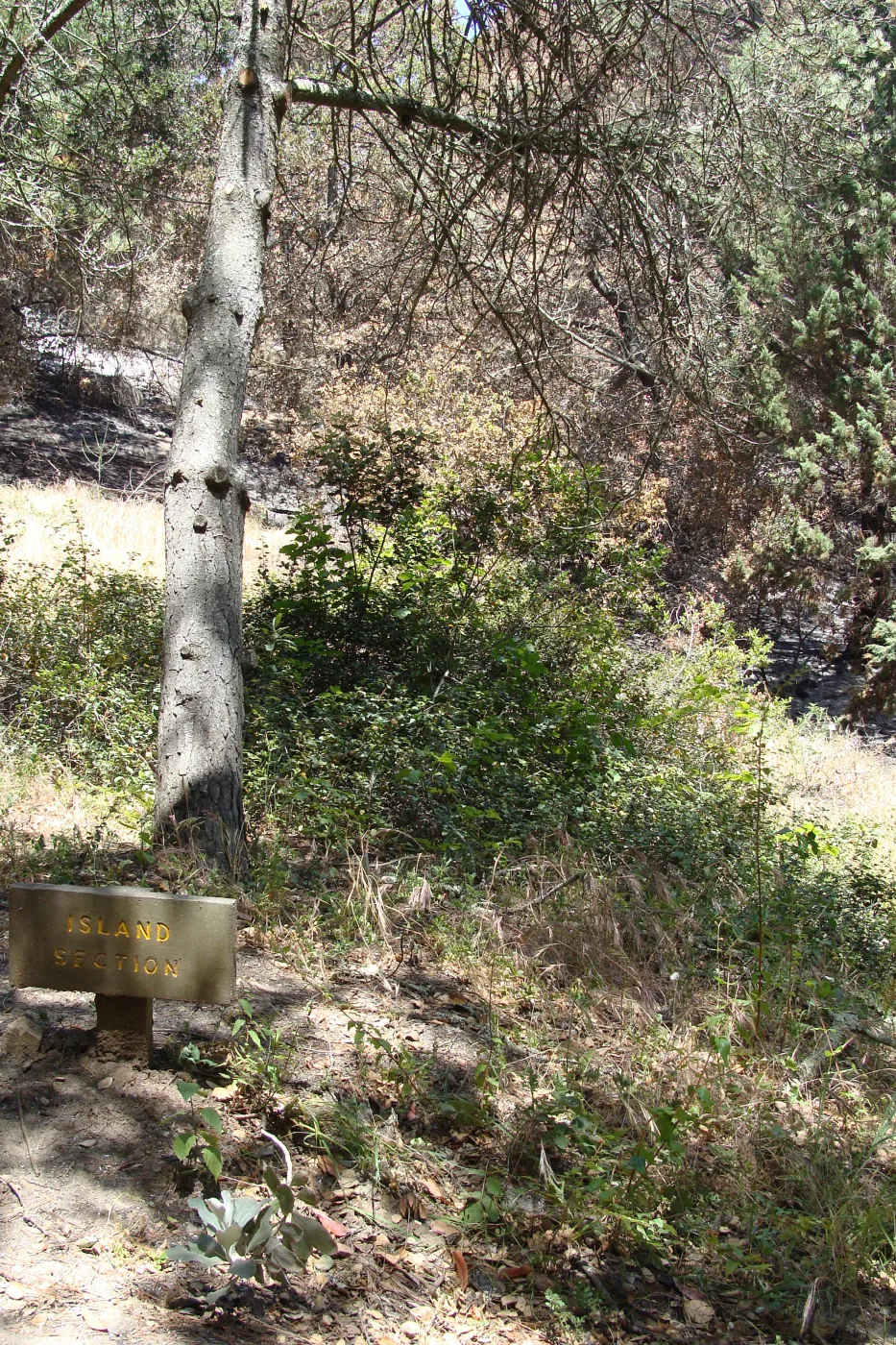 unburned wood 'Island Section' sign, at the edge of the fire, after the Jesusita Fire