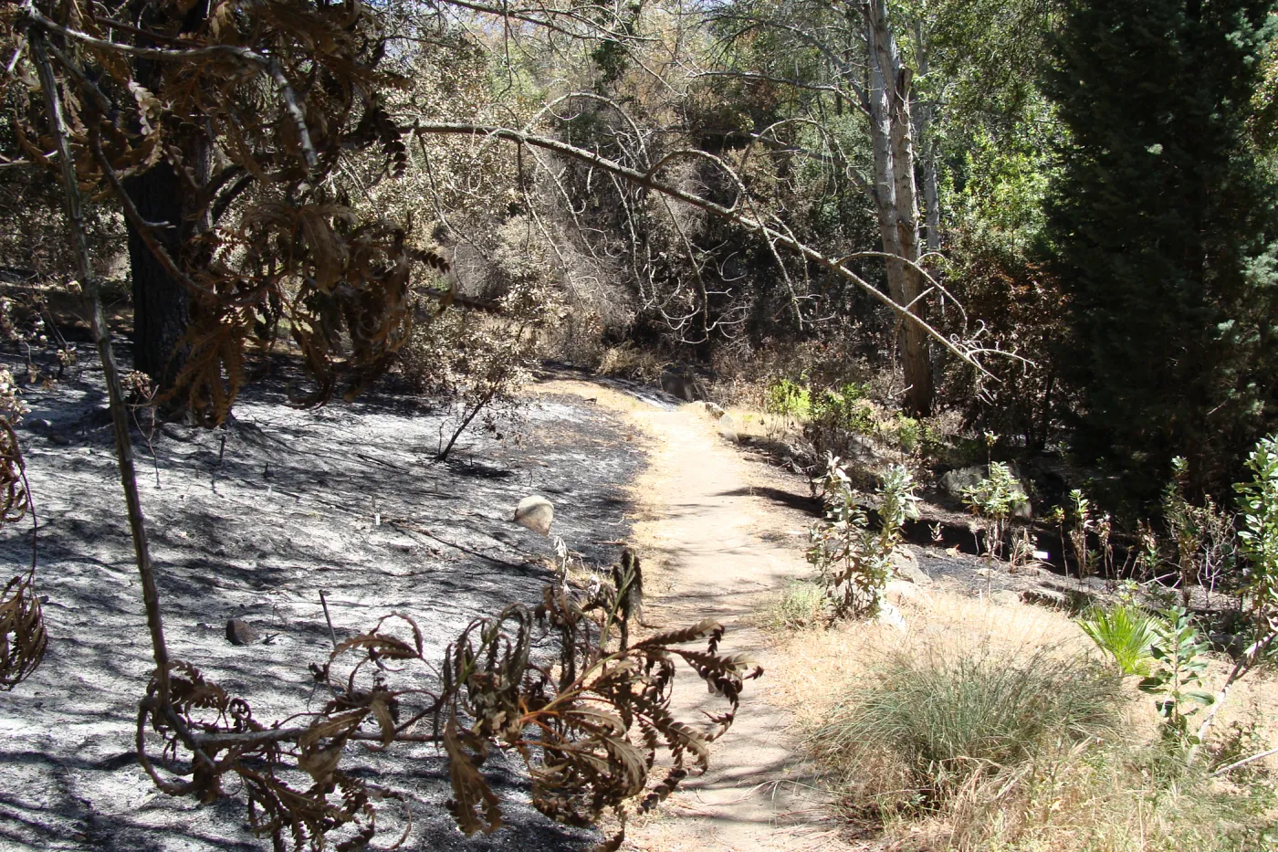 burned and unburned areas along the Island Section Trail, after the Jesusita Fire