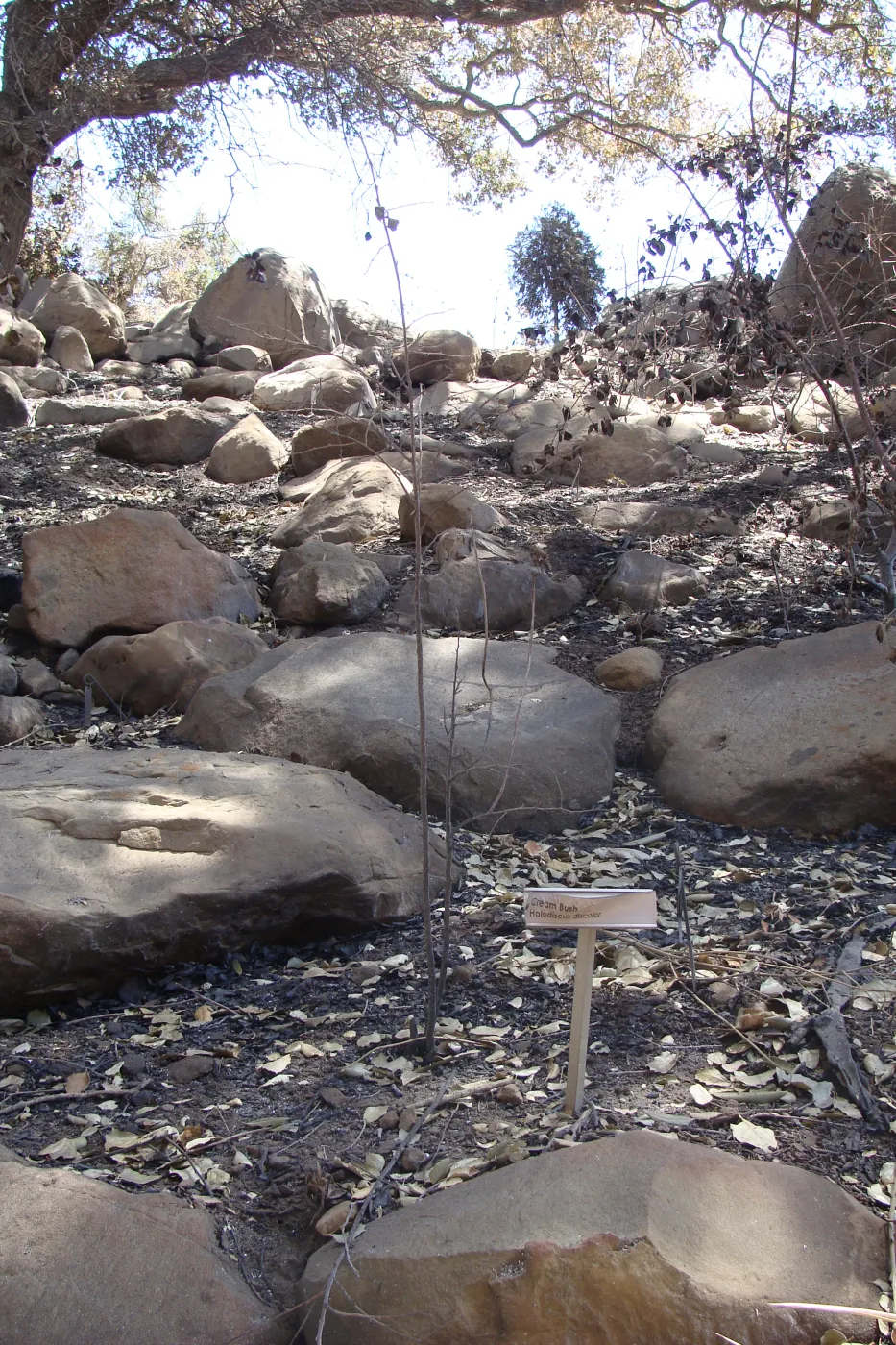 burned Cream Bush, Holodiscus discolor, after the Jesusita Fire