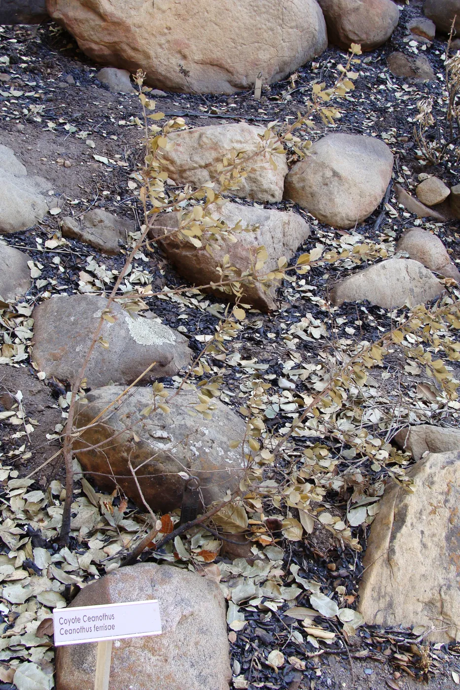 burned Ceanothus ferrisiae plant, after the Jesusita Fire