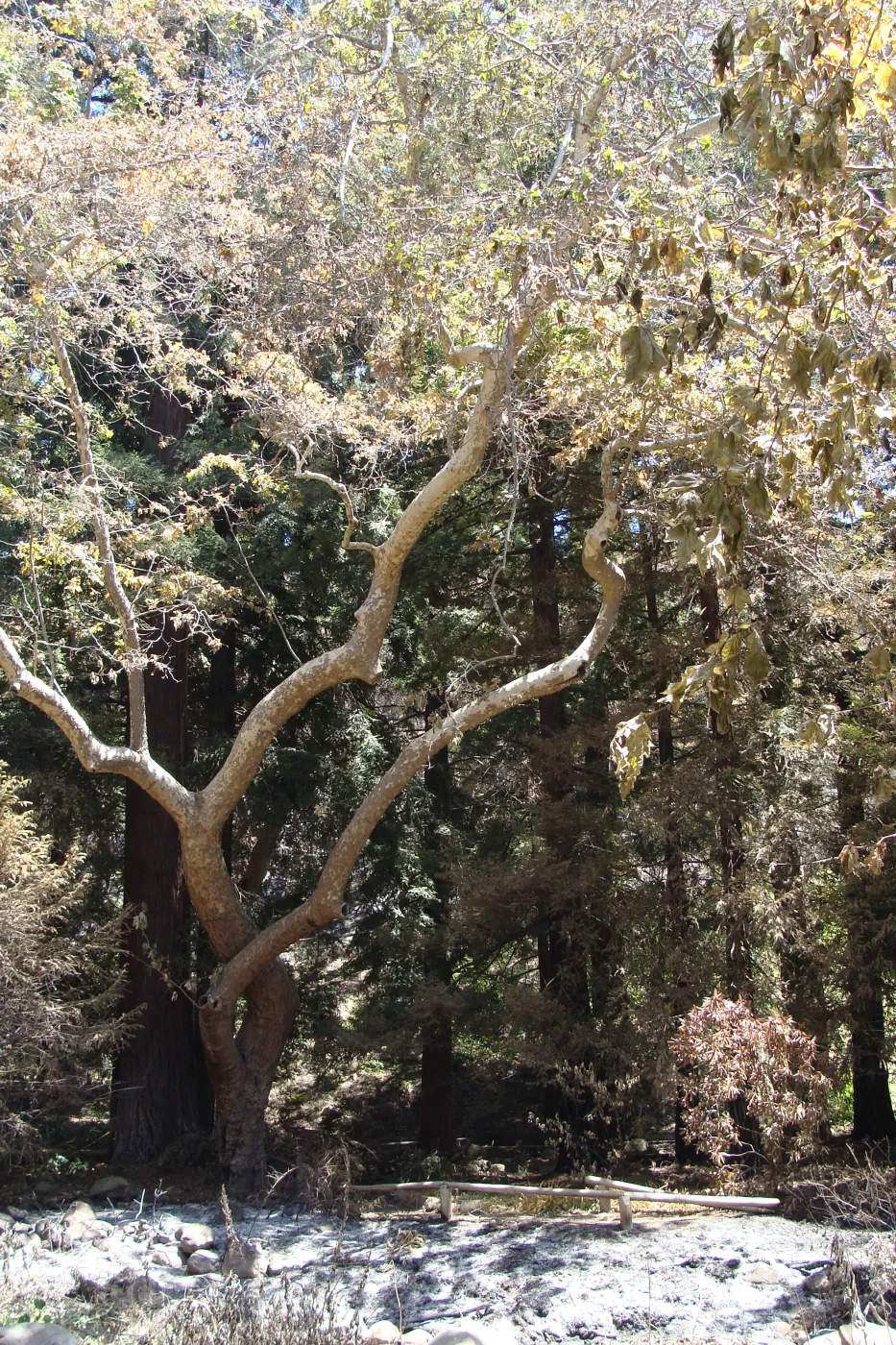 viewing the redwood Section form the Mission Dam, after the Jesusita Fire