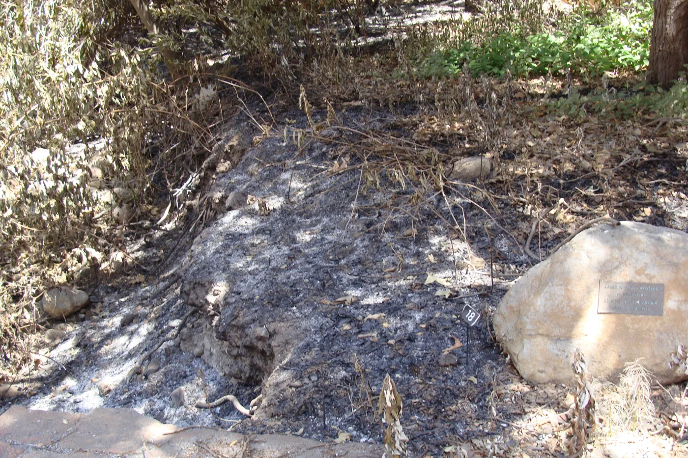 ash in the Redwood Section, after the Jesusita Fire