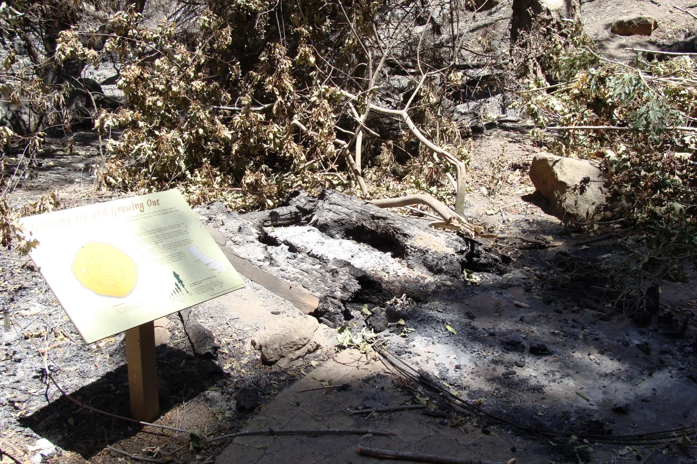 The Redwood Cross-section exhibit in the Redwood Section, after the Jesusita Fire