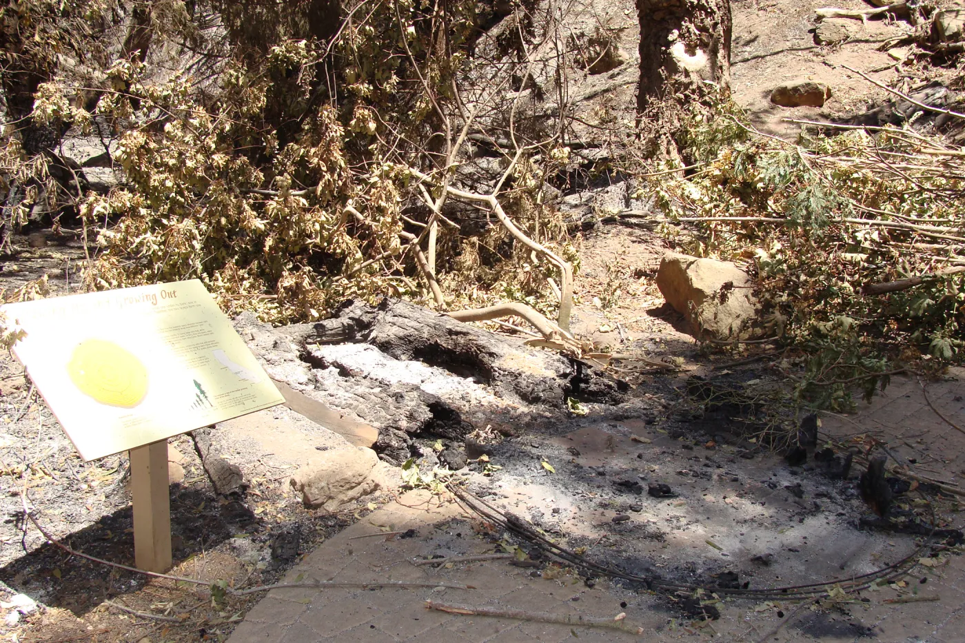 The Redwood Cross-section exhibit, after the Jesusita Fire