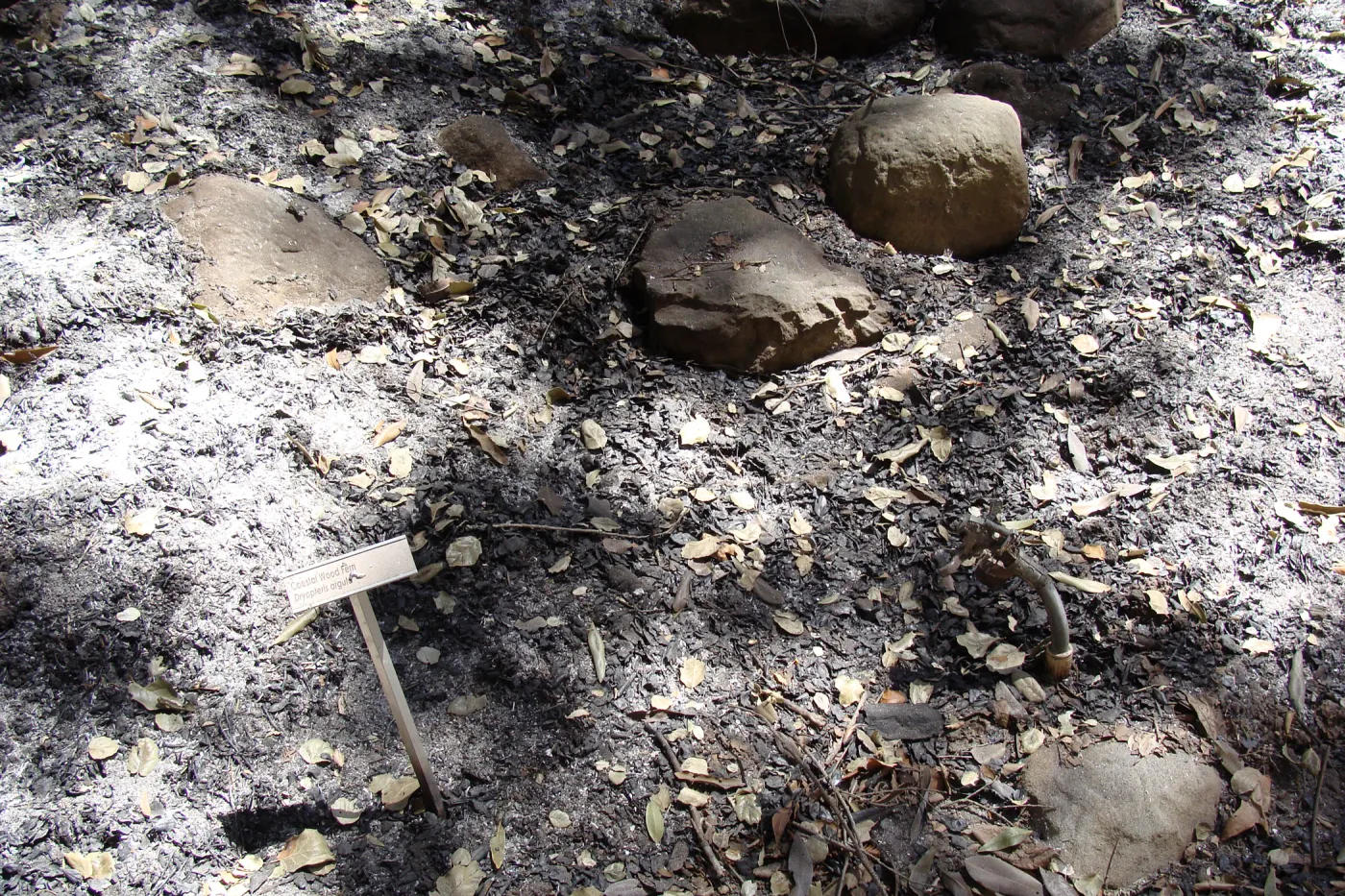 burned vegetation display along the Woodland Trail section, after the Jesusita Fire