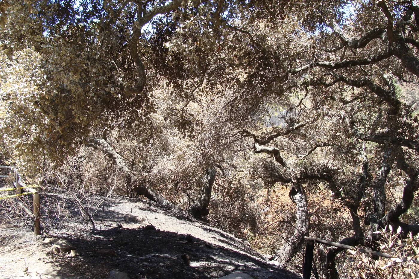 viewing Mission Canyon from the canyon rim, at the top of the Meadow, after the Jesusita Fire (Coastal Live Oak)