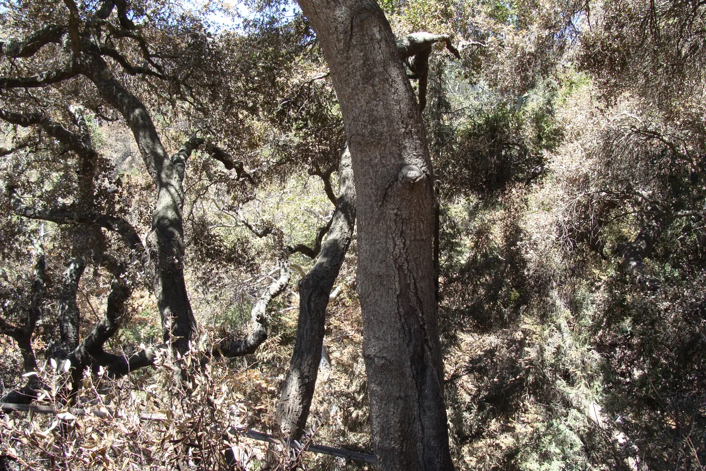 burned oak (Coastal Live Oak) canopy in Mission Canyon, after the Jesusita Fire
