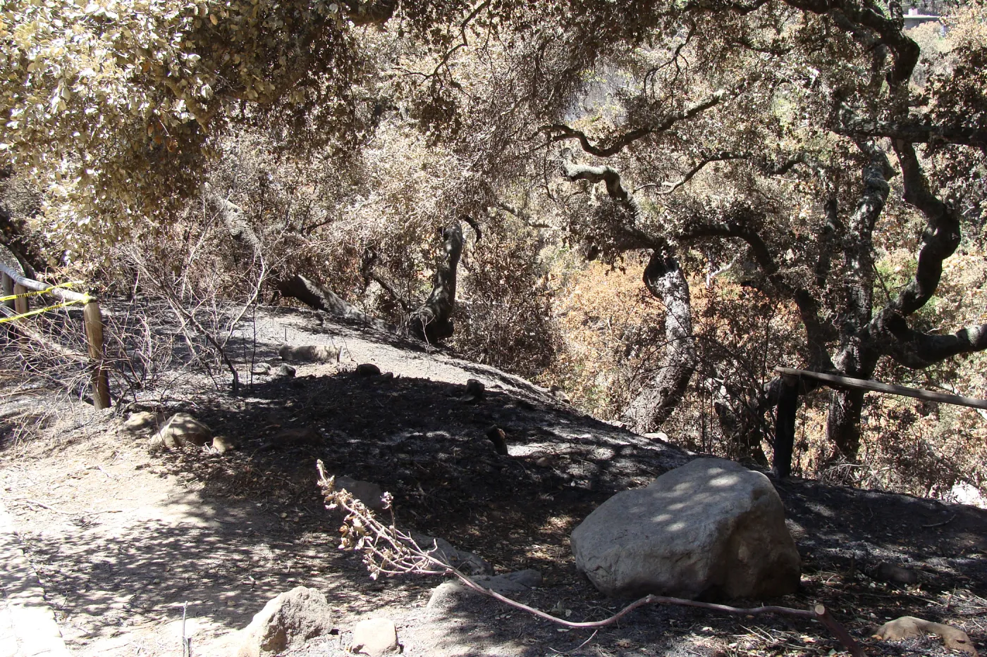 view of Mission Canyon from the canyon rim, at the top of the Meadow, after the Jesusita Fire