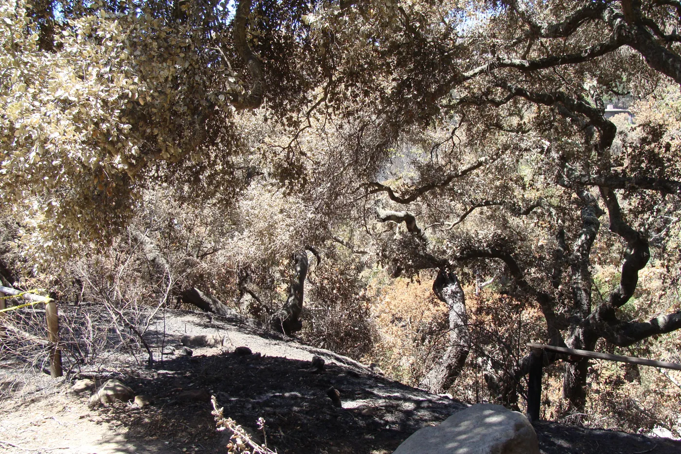 view of Mission Canyon from the canyon rim, at the top of the Meadow, after the Jesusita Fire (Coastal Live Oak)