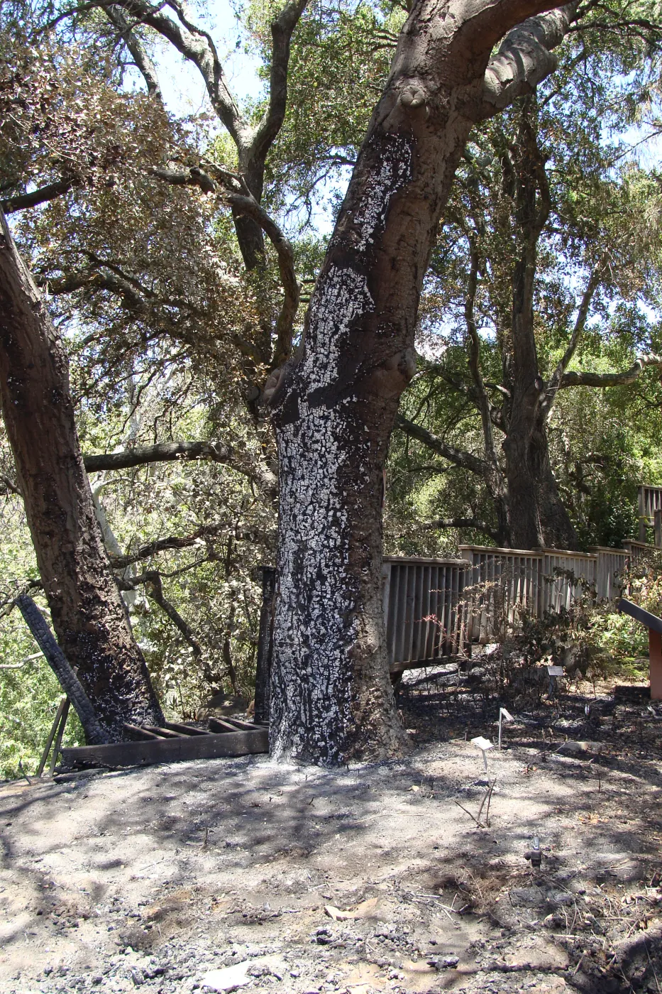 burned site of the Home Demonstration Deck, after the Jesusita Fire