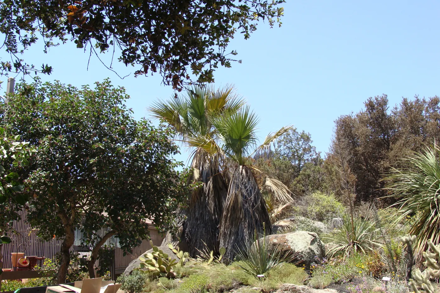 view of burned vegetation just beyond the Garden Growers Nursery and Desert Section, after the Jesusita Fire