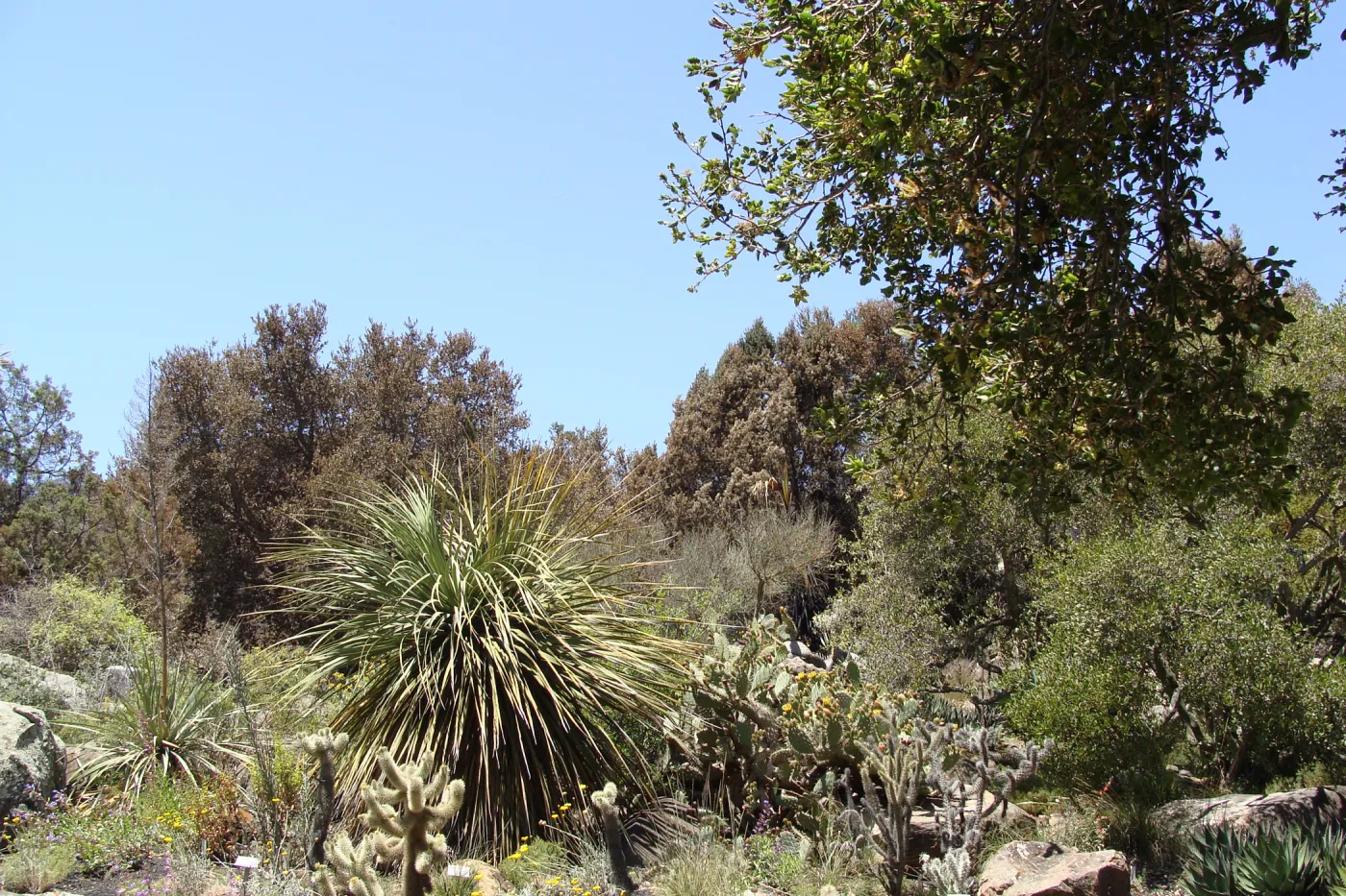 burned vegetation along the canyon rim, just beyond the Desert Section, after the Jesusita Fire
