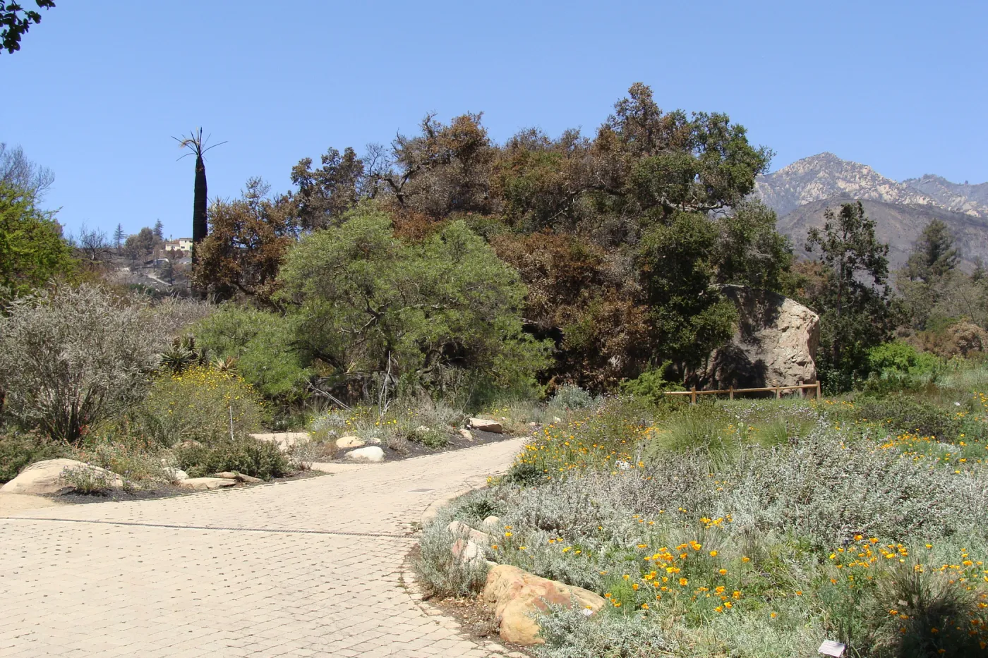 burned vegetation surrounds the Blaksley Boulder at the edge of the Meadow, after the Jesusita Fire