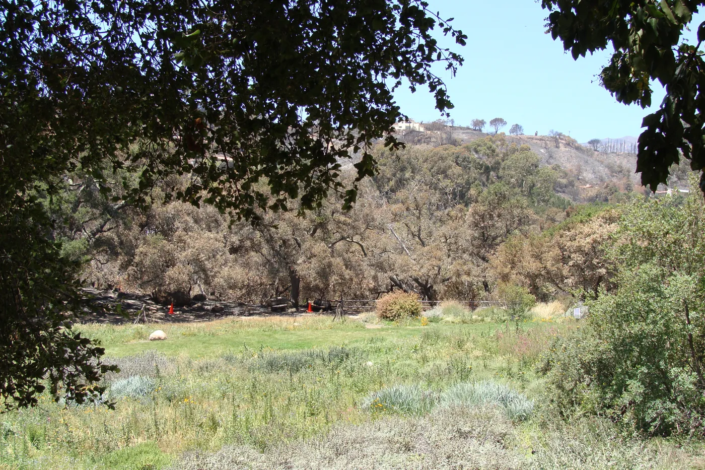 burned oak trees line the canyon rim along the western edge of the Meadow, after the Jesusita Fire