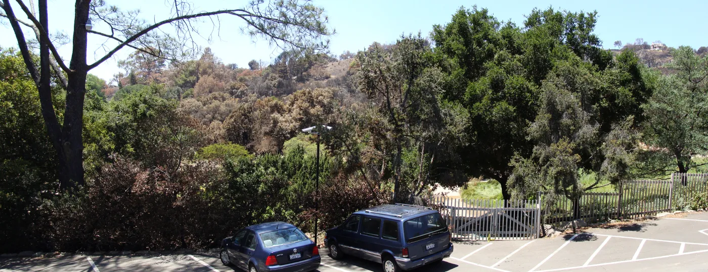 viewing burned vegetation across Mission Canyon from the SBBG parking lot, after the Jesusita Fire