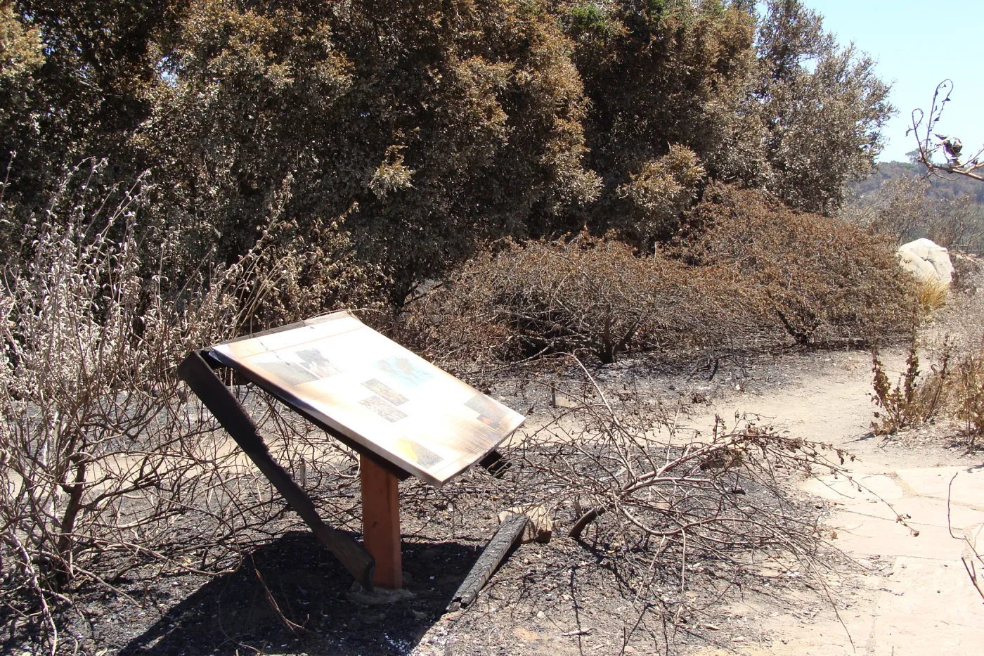 'Chaparral' exhibit on the Porter Trail, after the Jesusita Fire