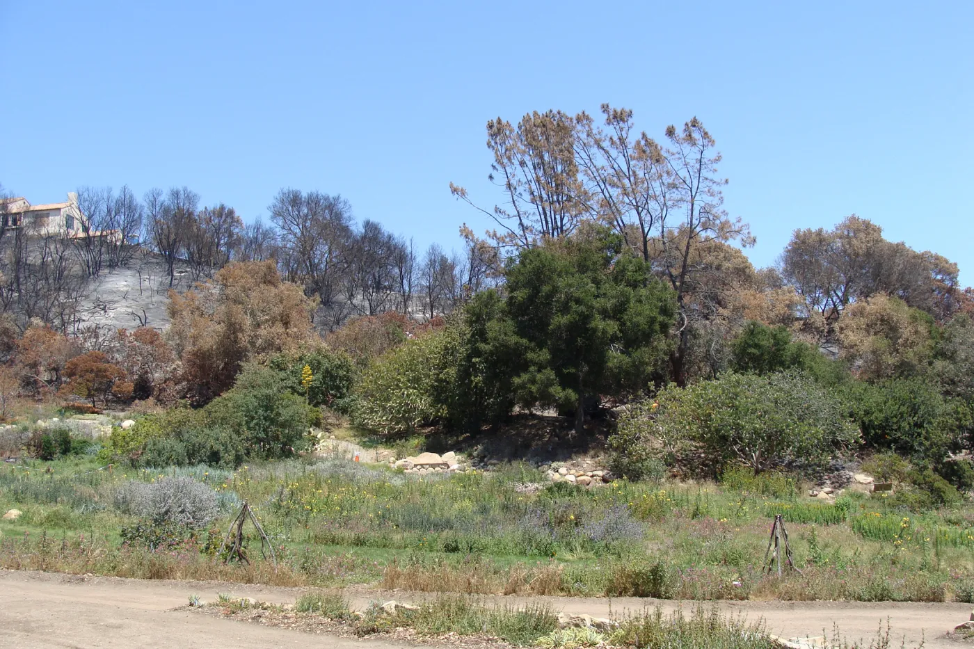view from the Meadow to the burned hillside above Mission Canyon Road after the Jesusita Fire