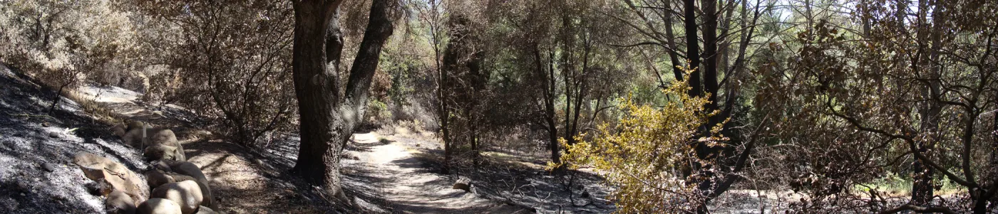 Canyon Trail, panorama, one week after the Jesusita Fire