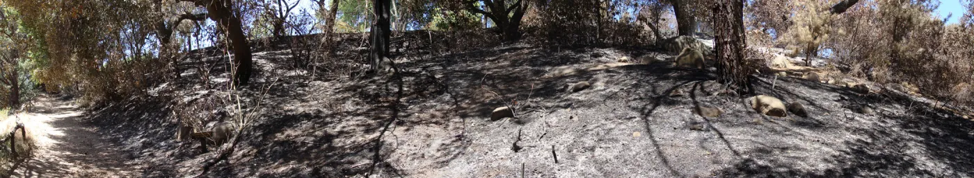 Trail to Tunnel Road from the Canyon, panorama, one week after the Jesusita Fire