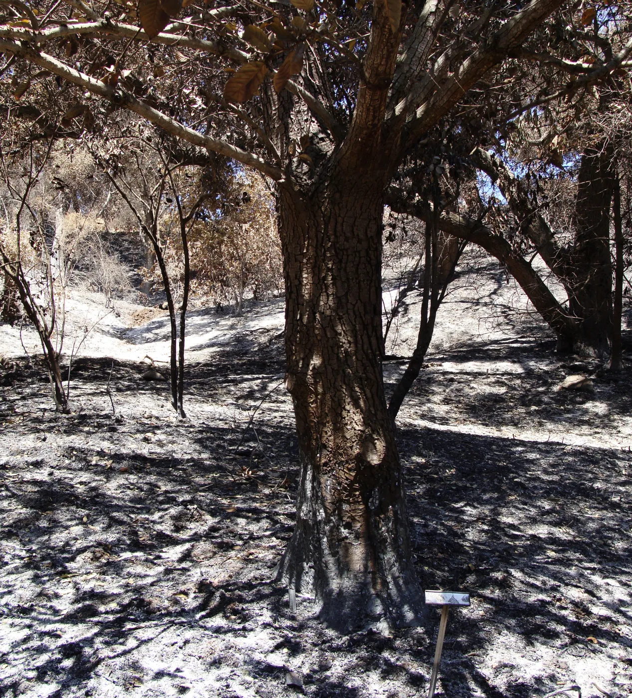 Island Section, after the Jesusita Fire