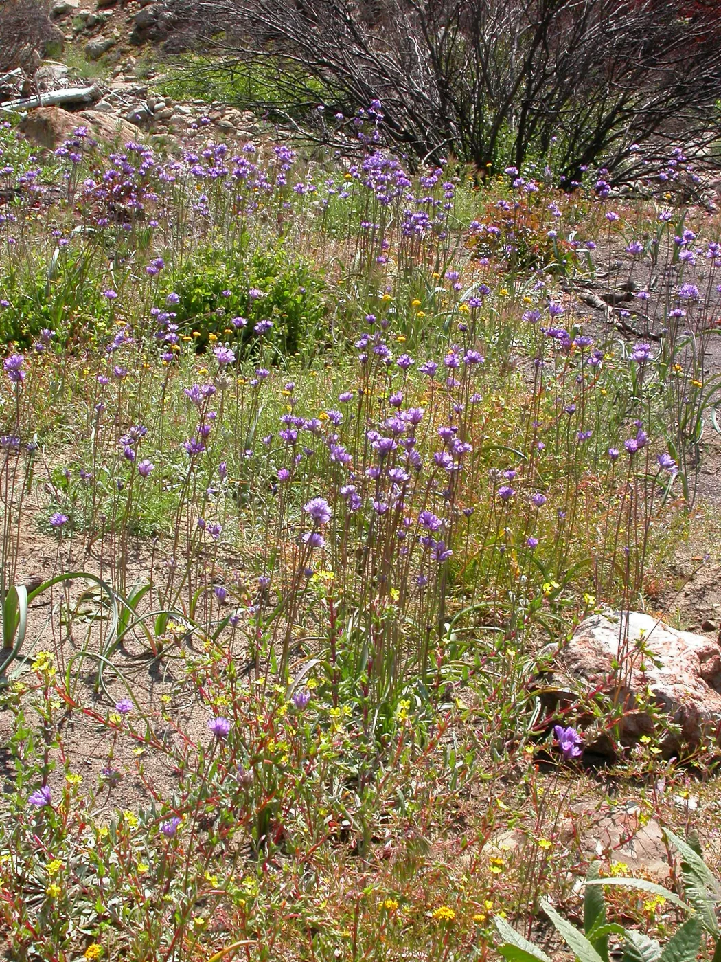 Dichleostemma capitatum, Hwy 33, Derrydale Creek