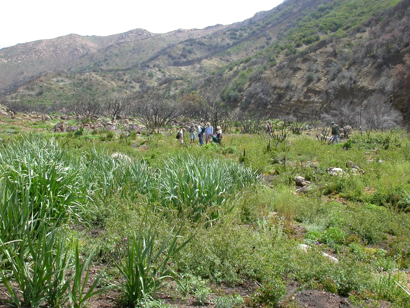 Staff Field Trip, Hwy 33, Derrydale Creek