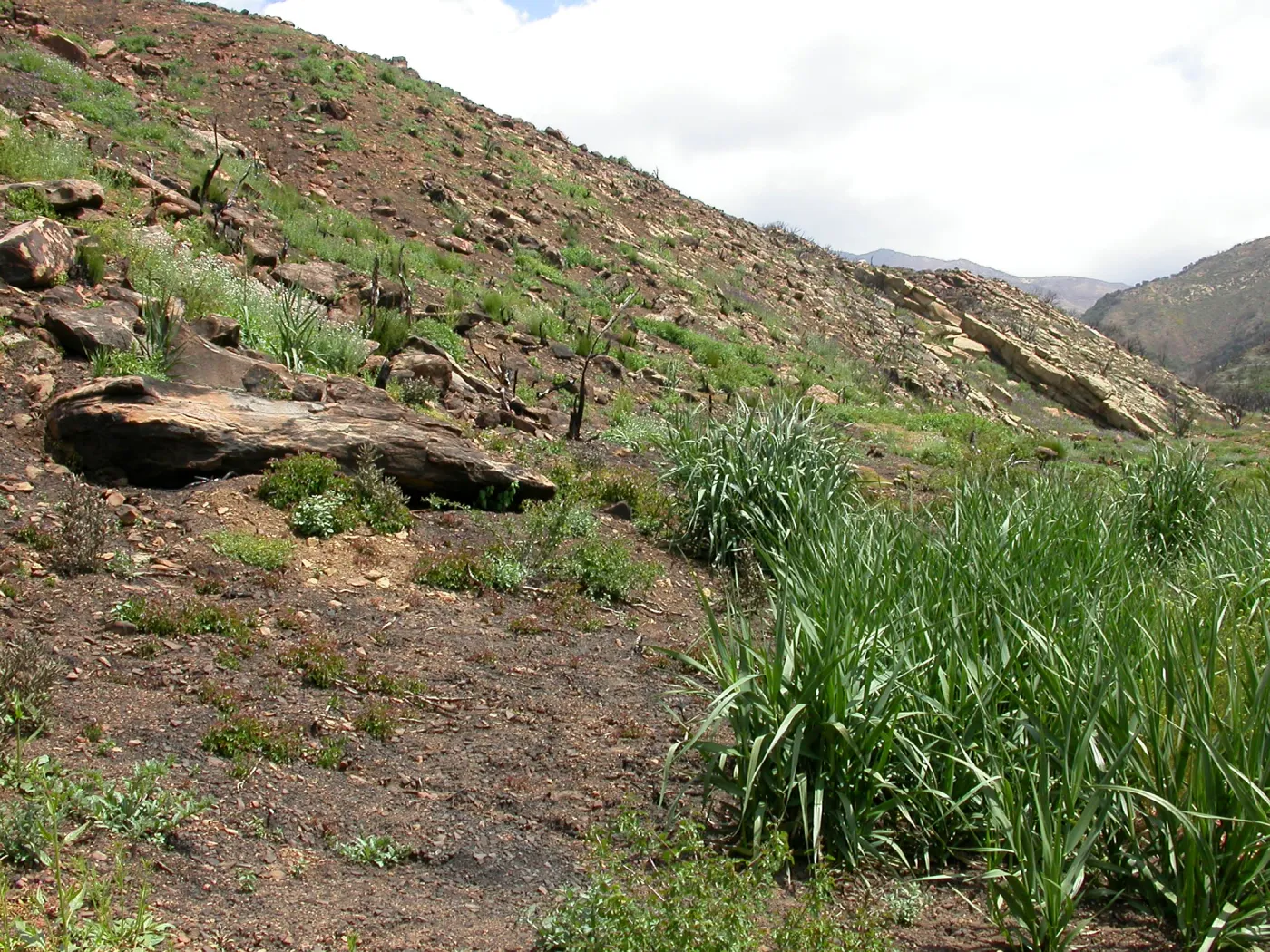 Derrydale burn area, Hwy 33, Derrydale Creek