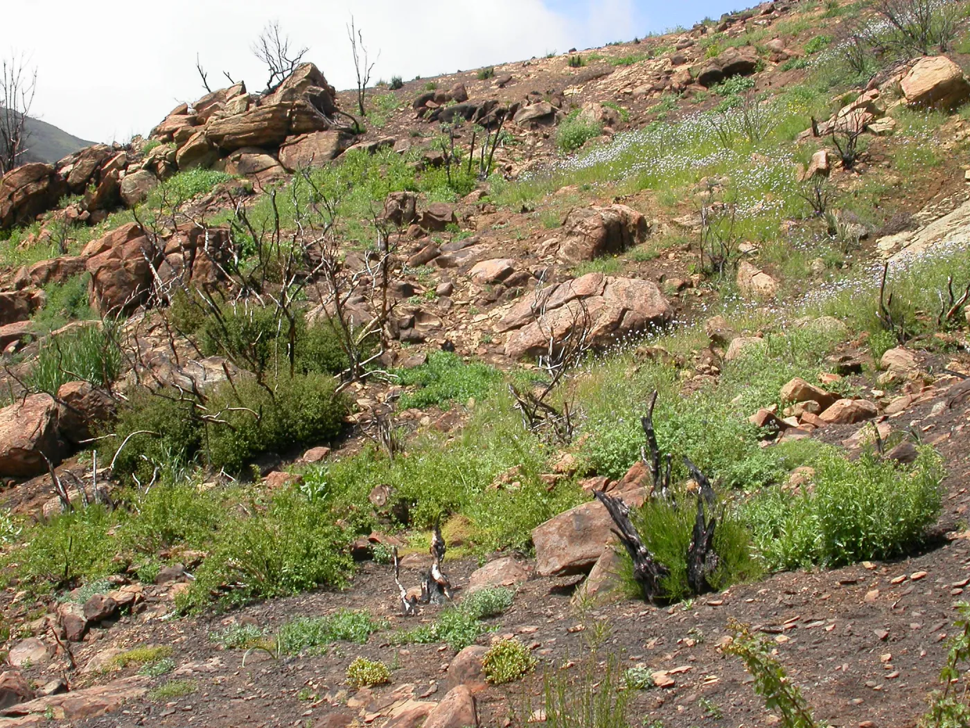 Derrydale burn area, Hwy 33, Derrydale Creek