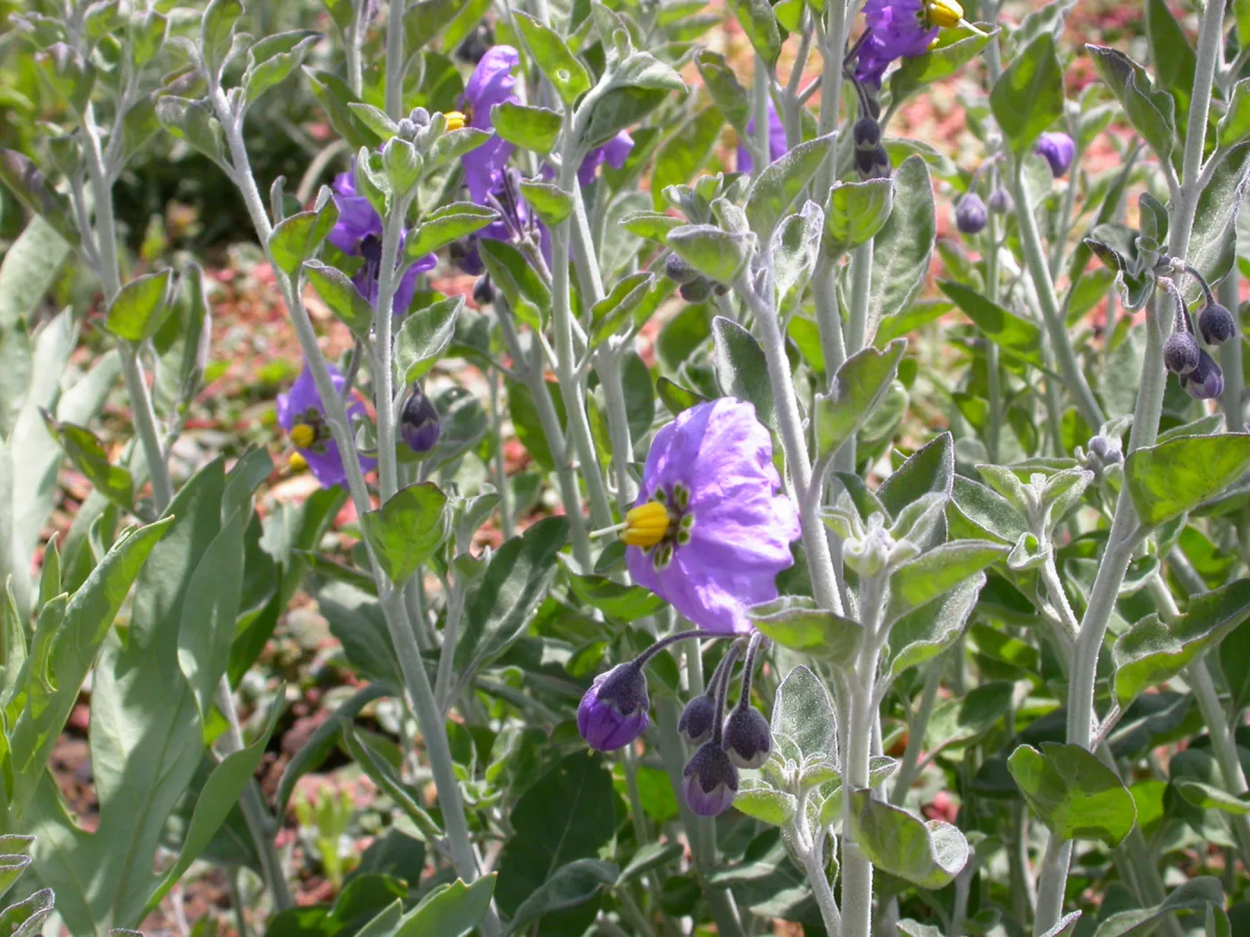 Solanum umbelliferum ssp. incanum, Hwy 33, Derrydale Creek