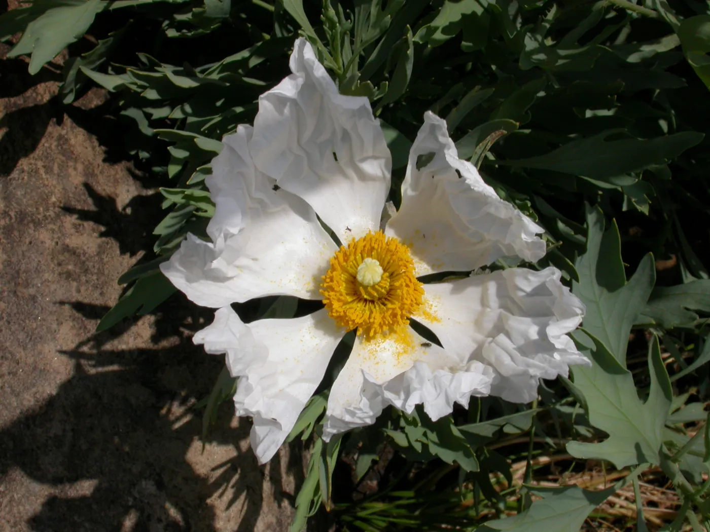 Romneya trichocalyx, Hwy 33, Derrydale Creek