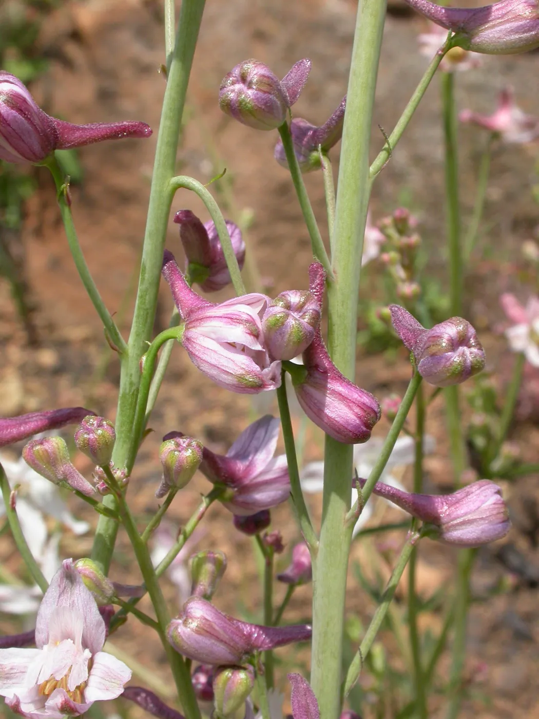 Delphinium parishii ssp. pallidum, Hwy 33, Derrydale Creek