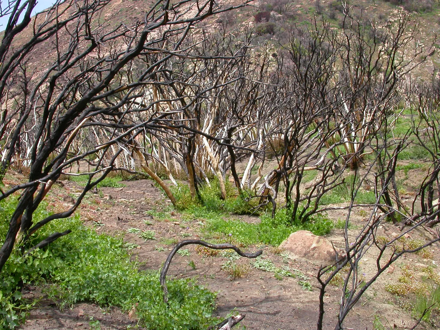 Stump sprounting oaks, Hwy 33, Derrydale Creek
