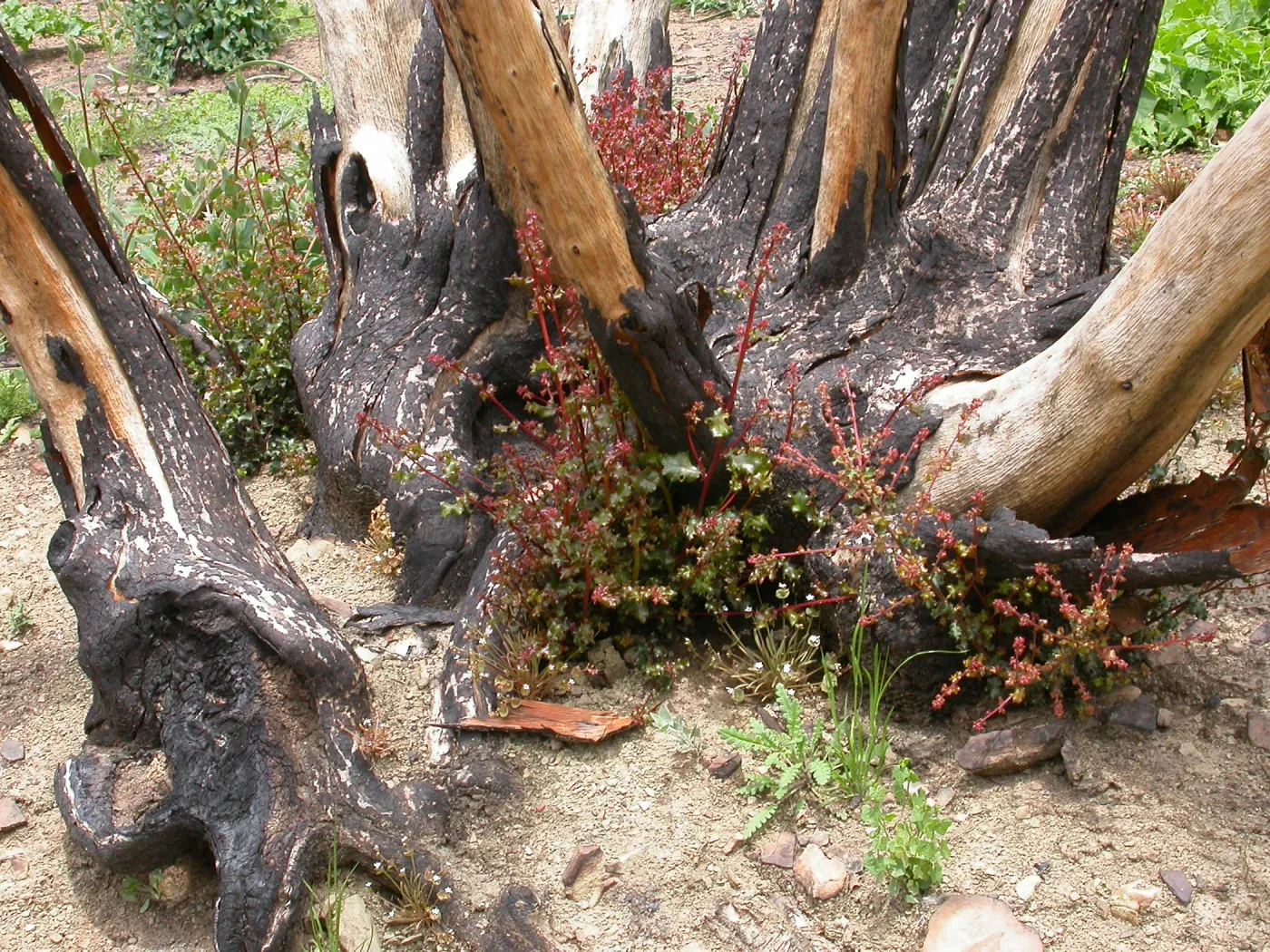 Stump sprounting oaks, Hwy 33, Derrydale Creek