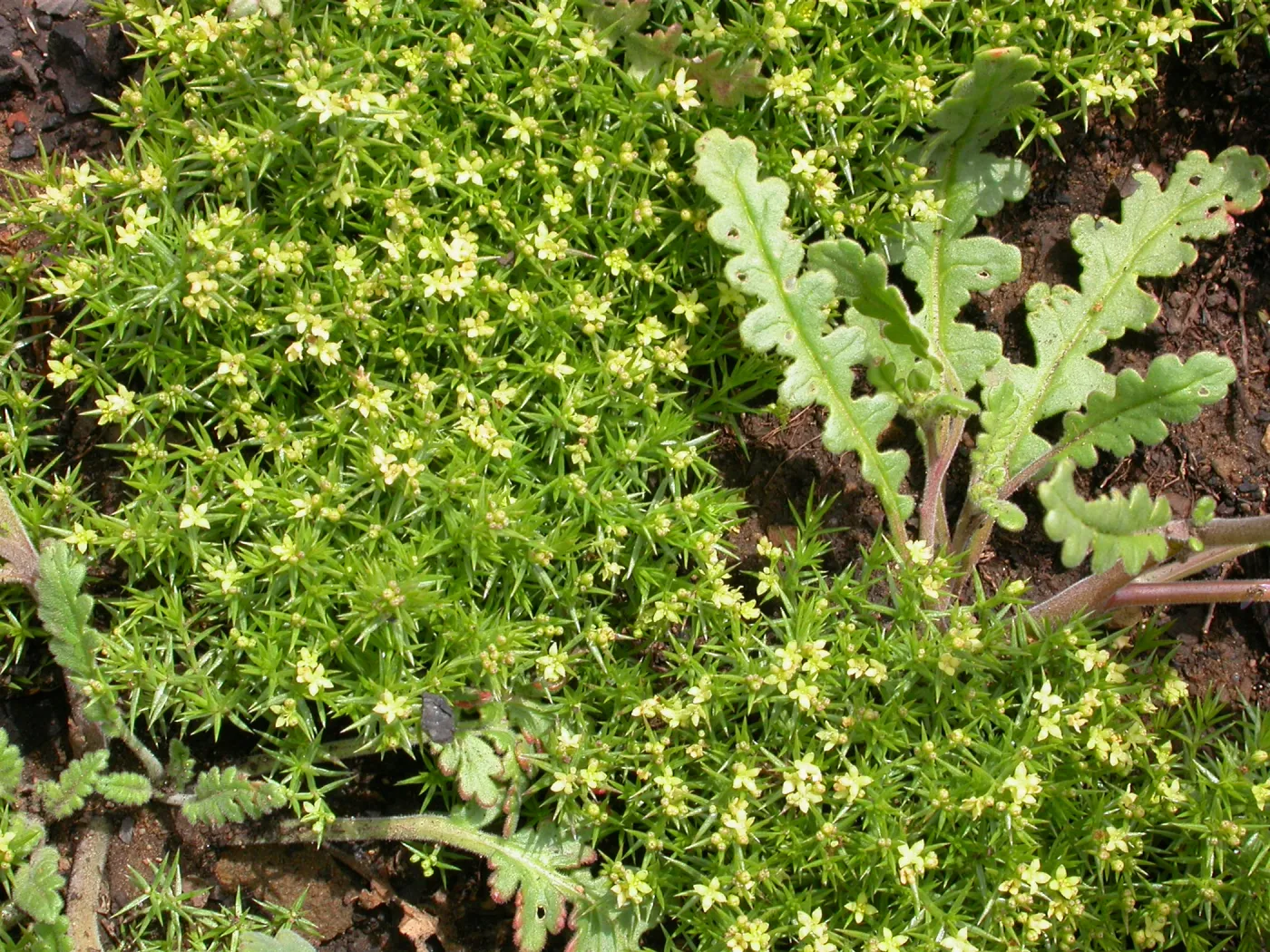 Galium andrewsii, Hwy 33, Derrydale Creek