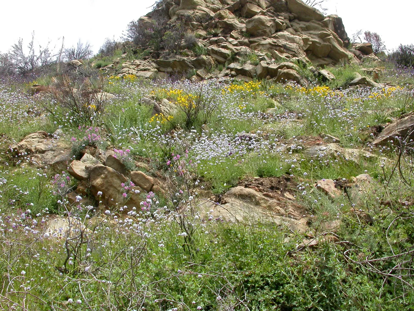 Post Burn wildflowers, Hwy 33, Derrydale Creek