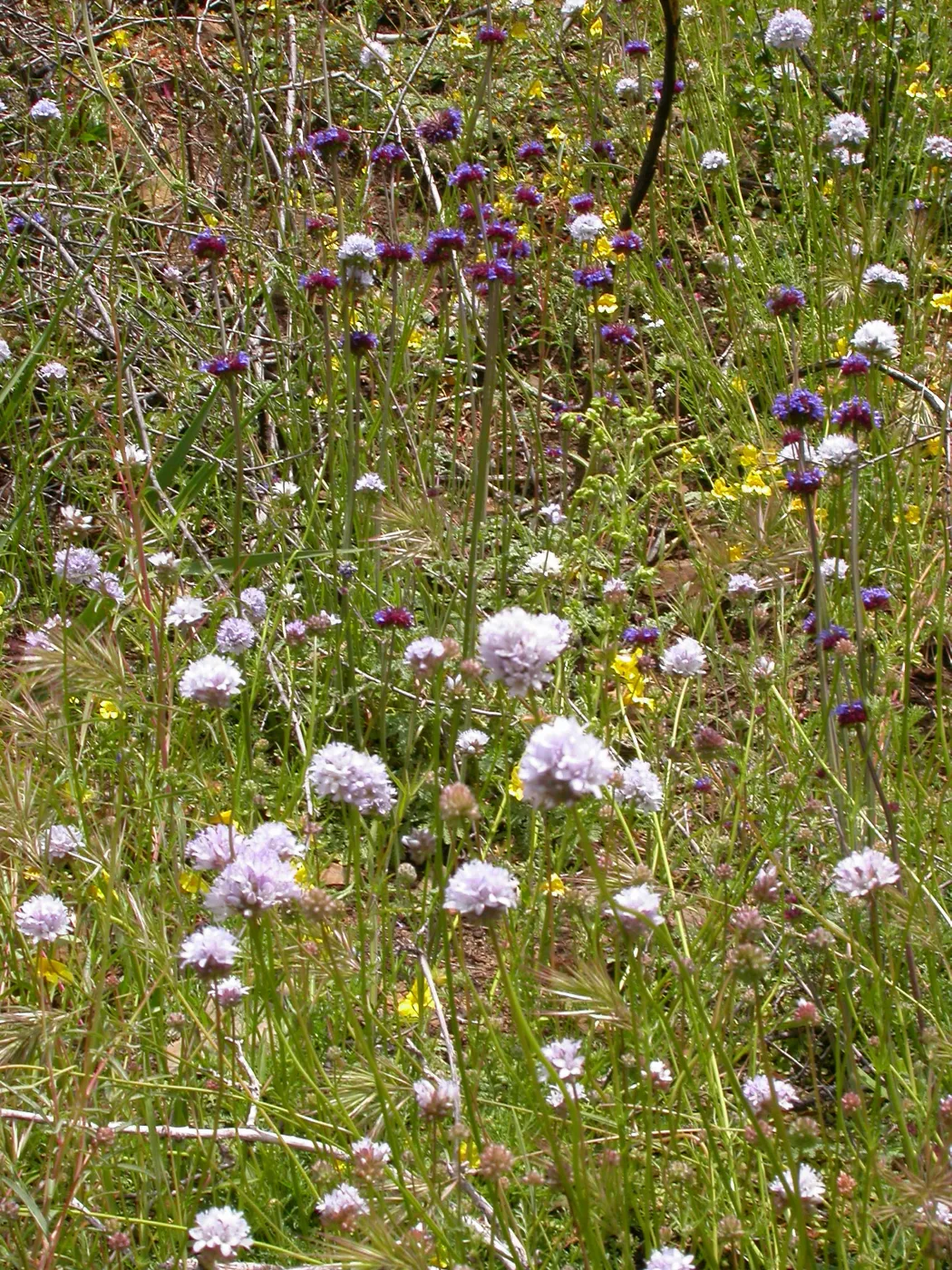 Gilia capitata, Hwy 33, Derrydale Creek