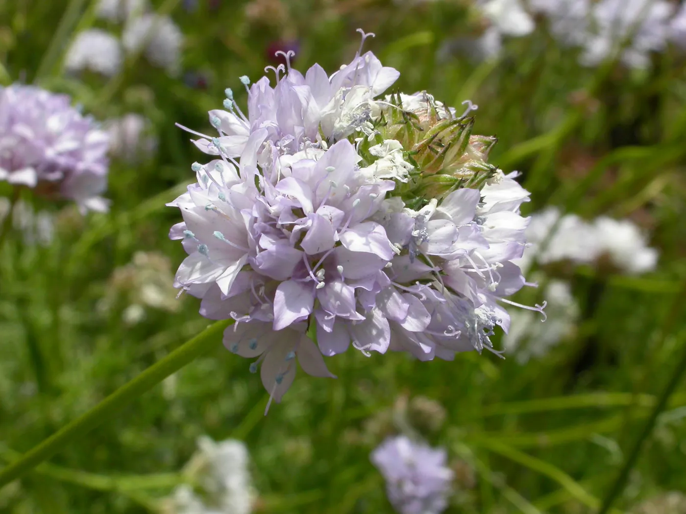 Gilia capitata, Hwy 33, Derrydale Creek