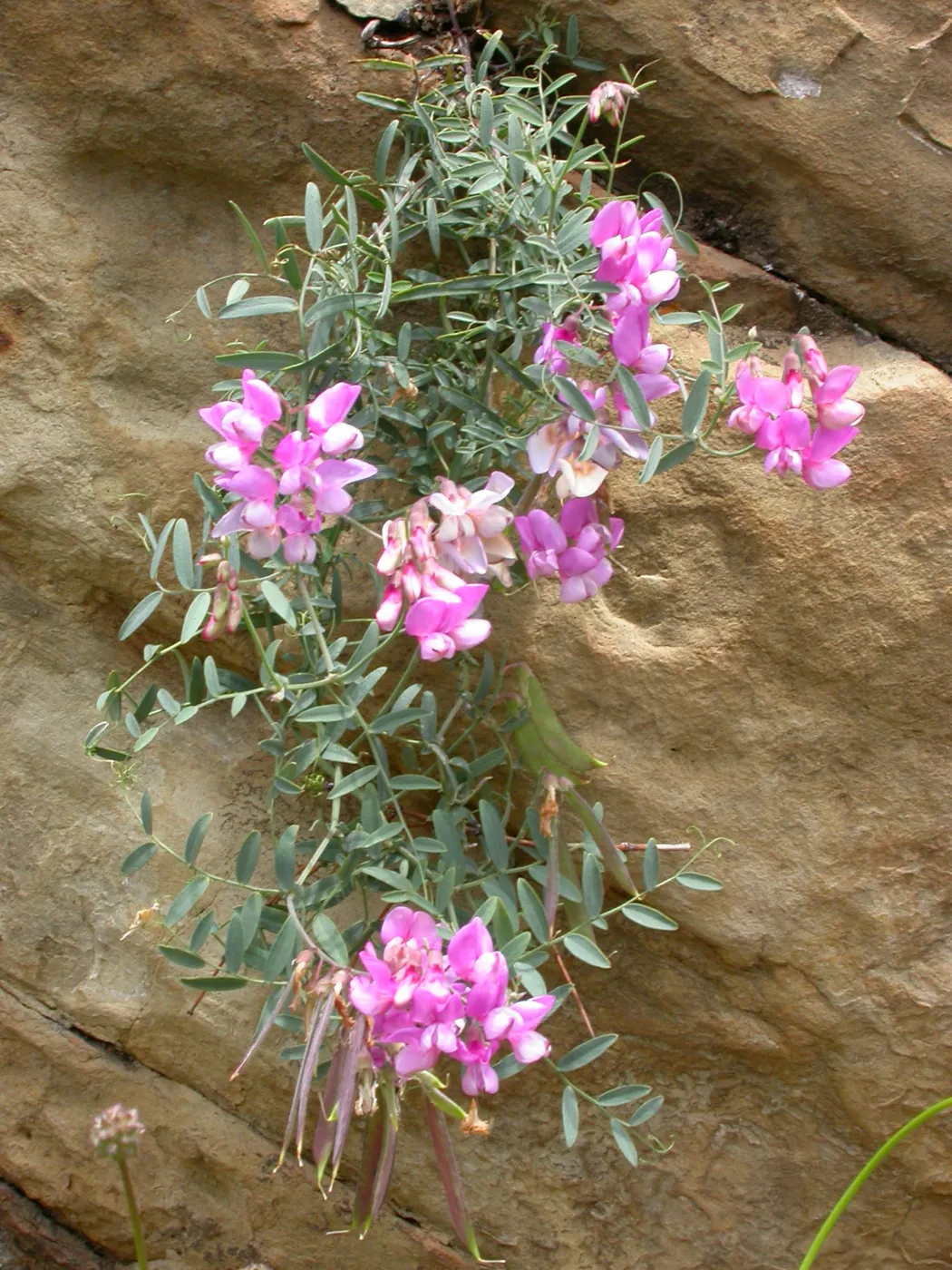 Lathyrus vestitus, Hwy 33, Derrydale Creek