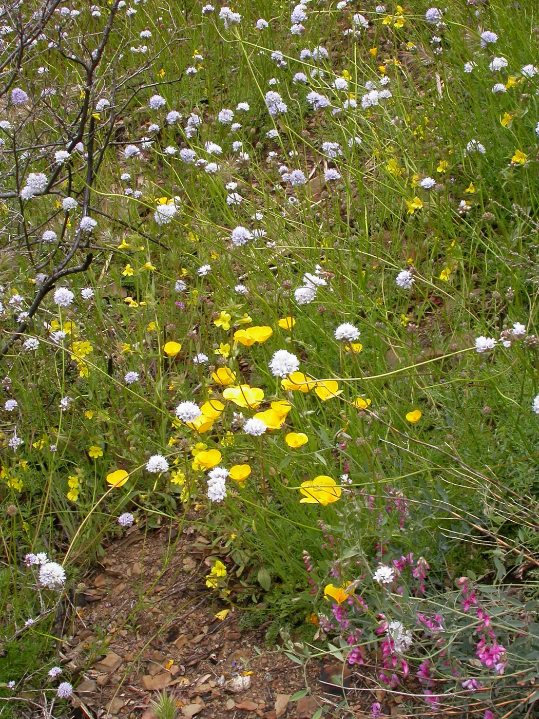 Post Burn wildflowers, Hwy 33, Derrydale Creek