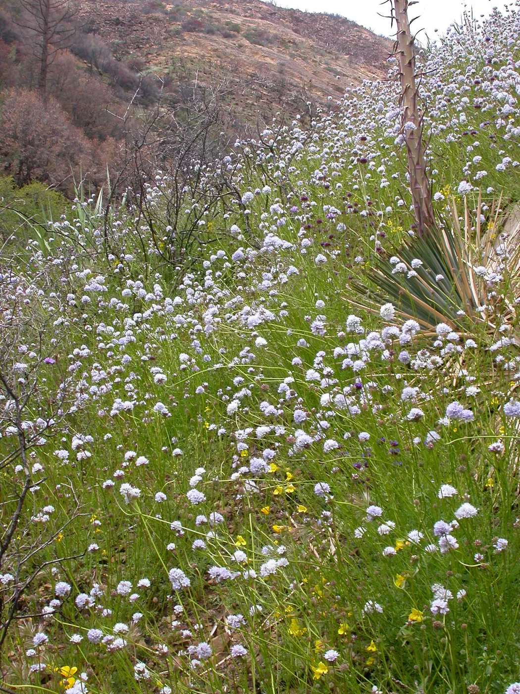 Post Burn wildflowers, Hwy 33, Derrydale Creek