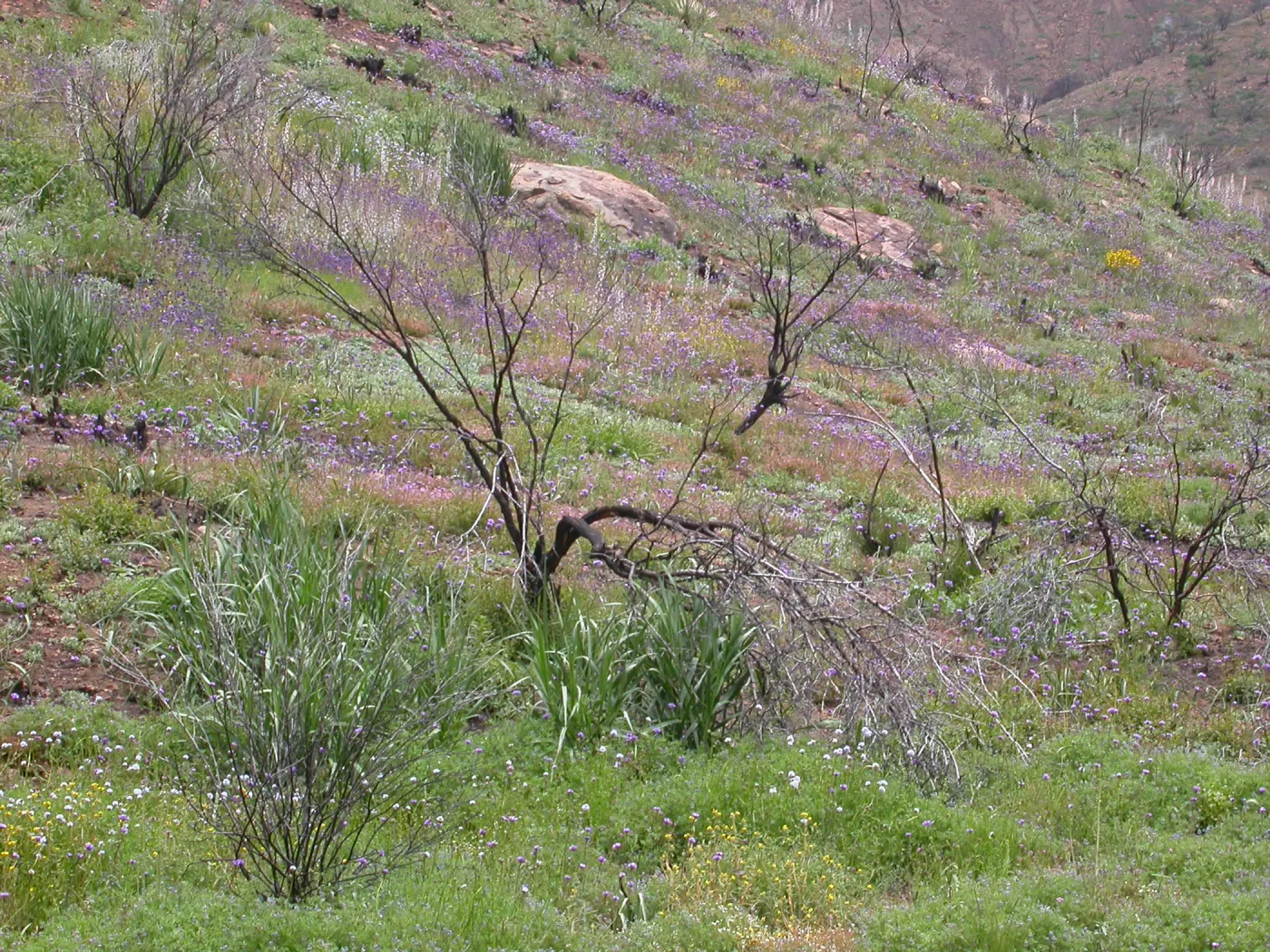 Post Burn wildflowers, Hwy 33, Derrydale Creek