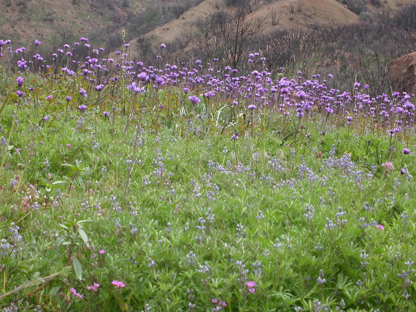 Dichelostemma capitatum, Hwy 33, Derrydale Creek