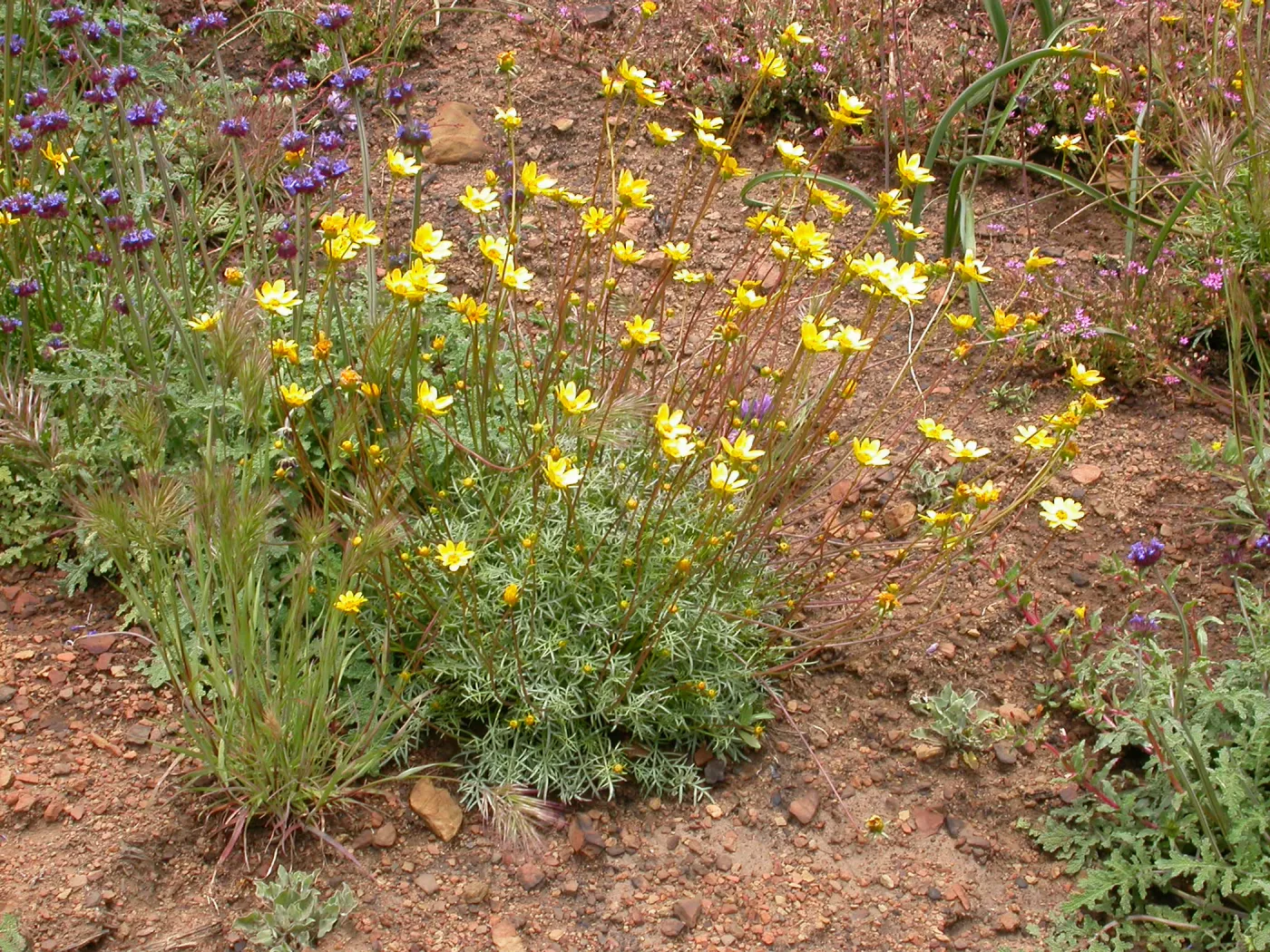 Coreopsis bigelovii, Hwy 33, Derrydale Creek