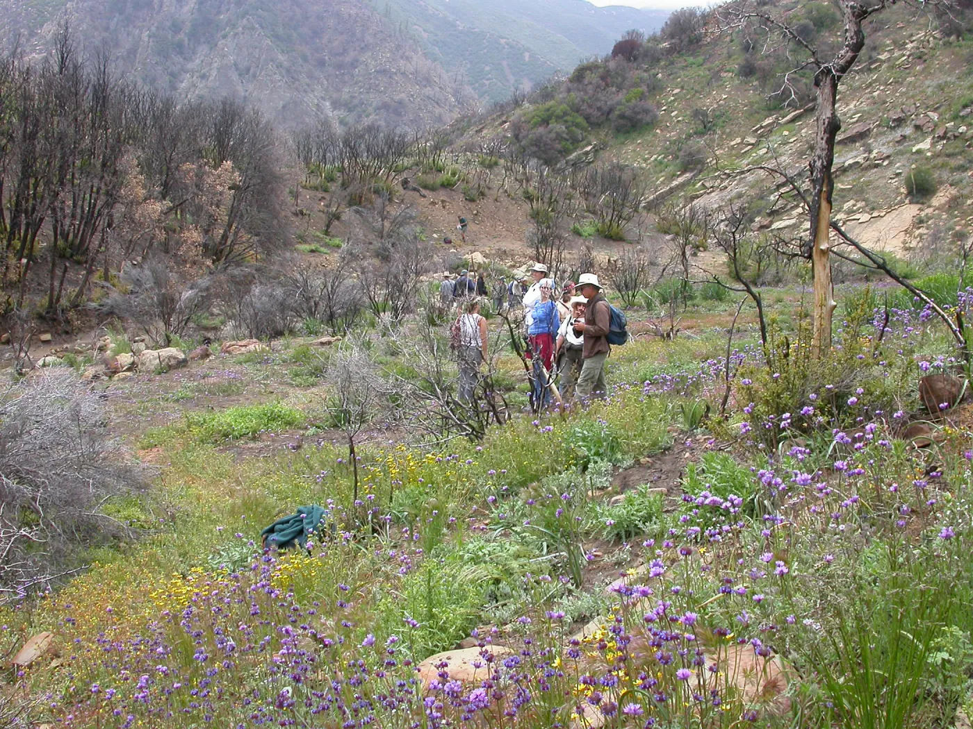 Staff Field Trip, Hwy 33, Derrydale Creek