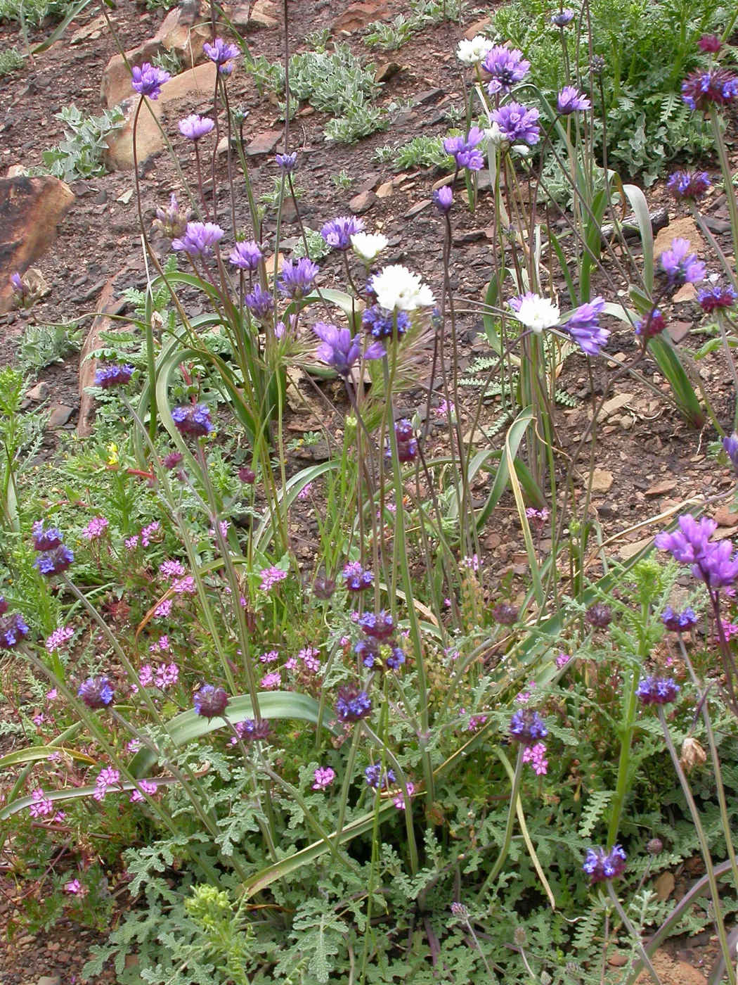 Dichelostemma capitatum - white flowered, Hwy 33, Derrydale Creek