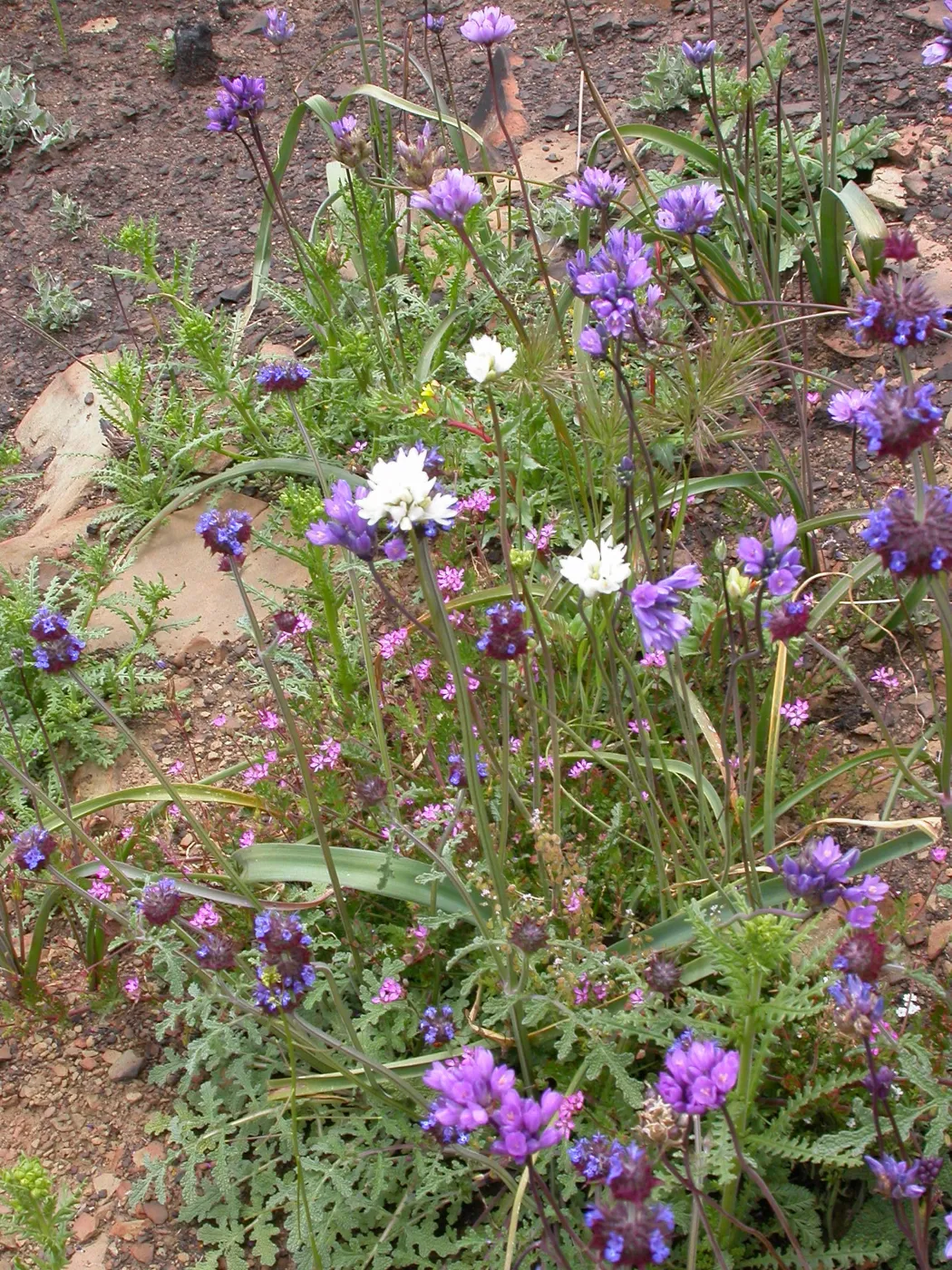 Dichelostemma capitatum - white flowered, Hwy 33, Derrydale Creek